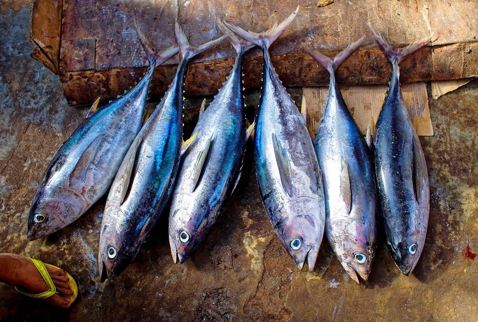 Fin Catch Fish Scales Tuna Fresh Tuna Fish